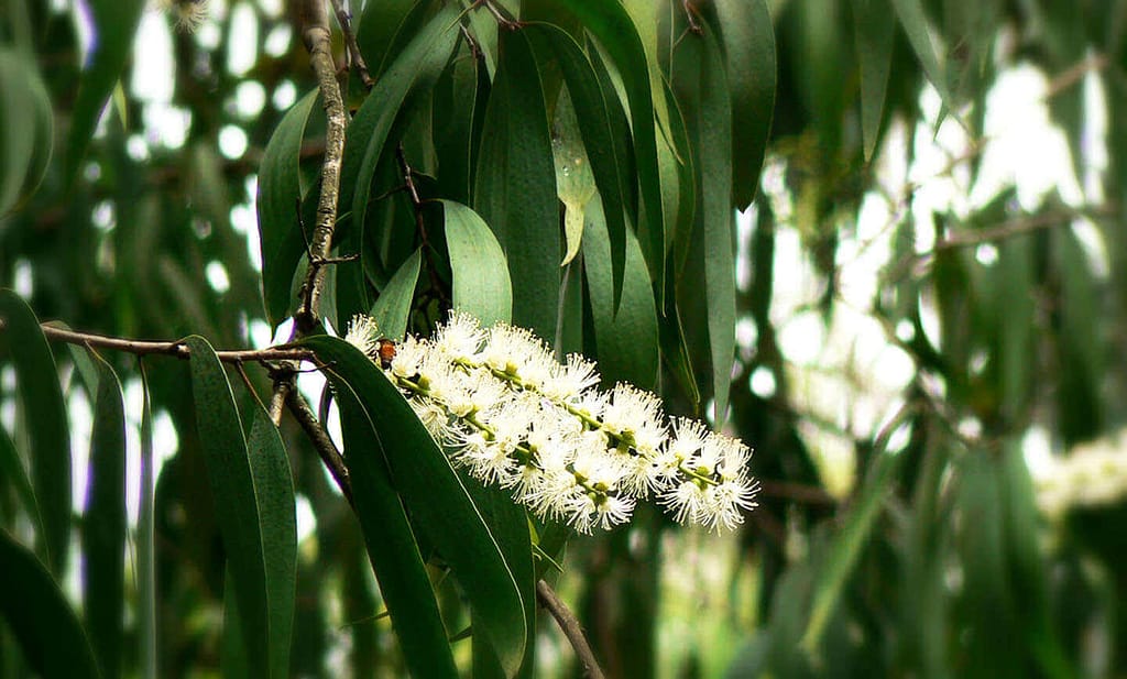 Cajuput Essential Oil Effects on Mental Fatigue, Anxiety and Tension Relief 2 cajuput essential oil, cajuput oil benefits, mentally tired, anxiety fatigue
