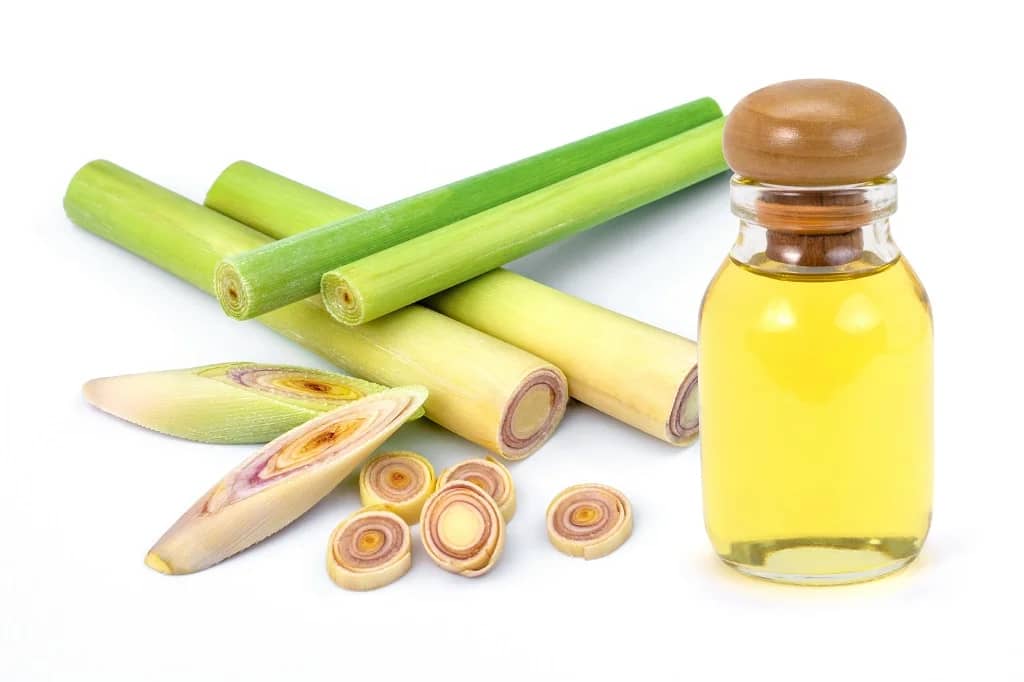 Harnessing the Power of Grass Oil: Unveiling Its Antibacterial and Antifungal Potential 2 grass oil, wild lemon grass, antifungal medications, antibacterial