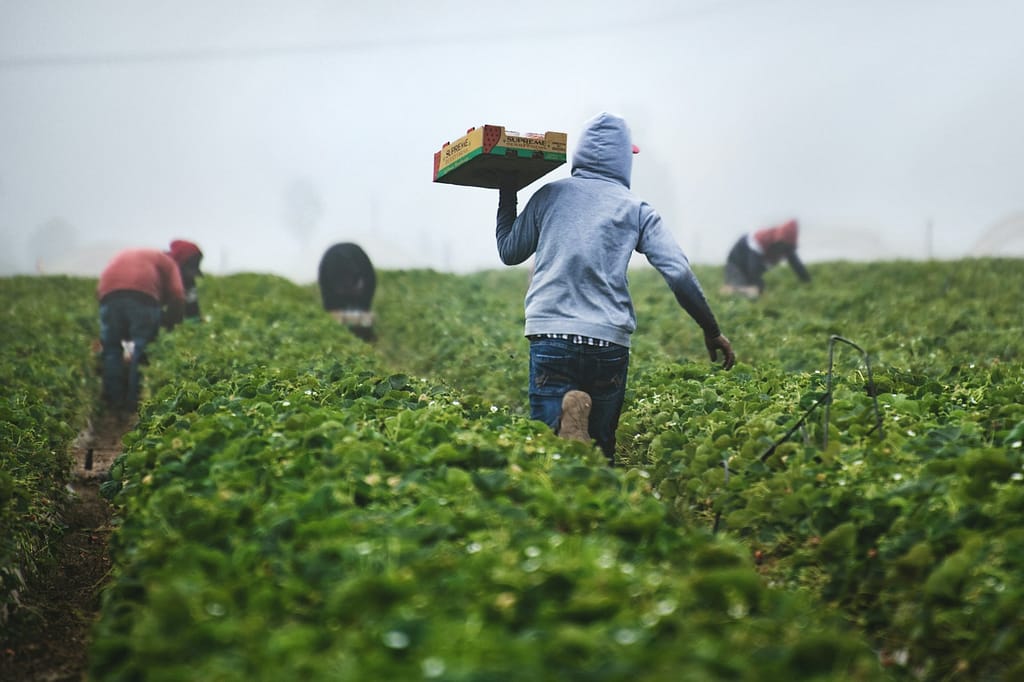Promoting Sustainable Organic Nutmeg Production While Ensuring Fair Wages and Livelihoods for Farmers 2 organic nutmeg, fresh nutmeg, ground nutmeg, nutmeg powder