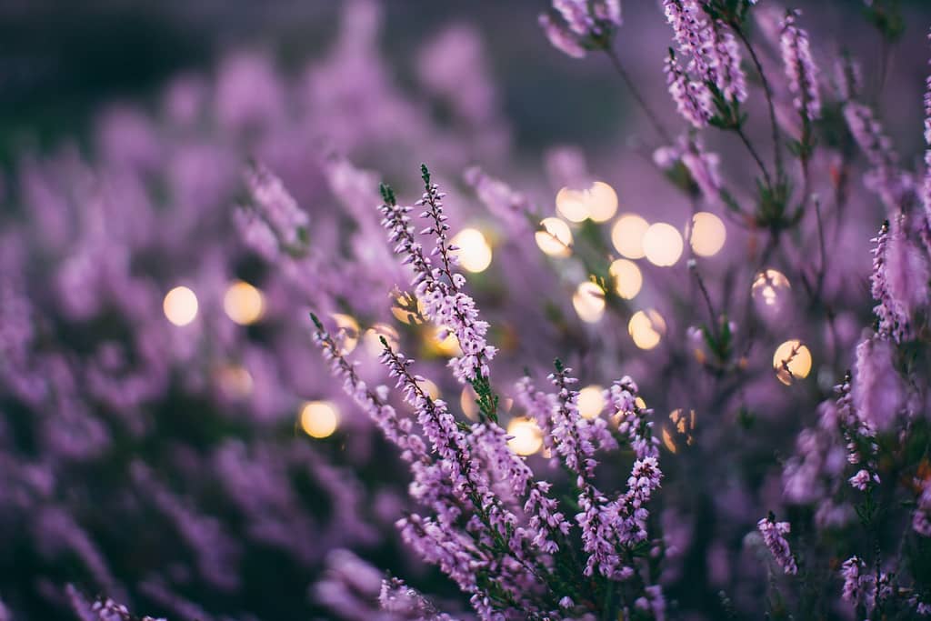 Blending Pure Citronella Oil With Other Essential Oils Like Lavender and Eucalyptus 2 pure citronella oil, bulk citronella oil, lavender essential oil, eucalyptus scent