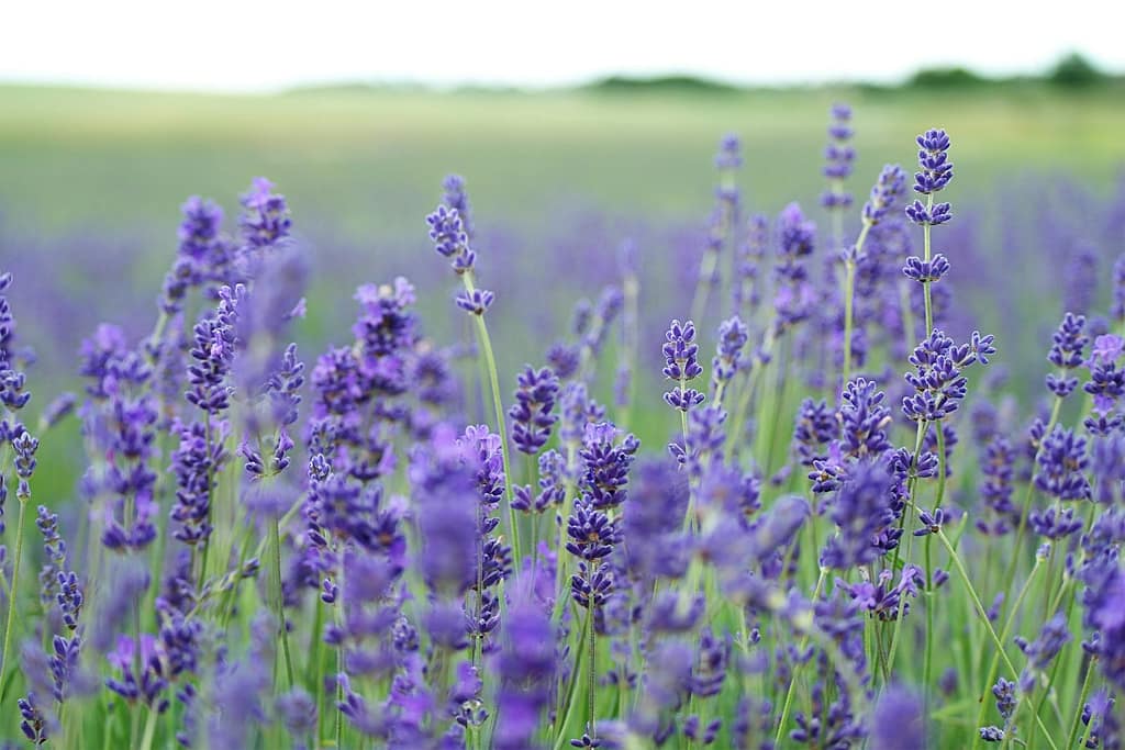 Blending Pure Citronella Oil With Other Essential Oils Like Lavender and Eucalyptus 3 pure citronella oil, bulk citronella oil, lavender essential oil, eucalyptus scent
