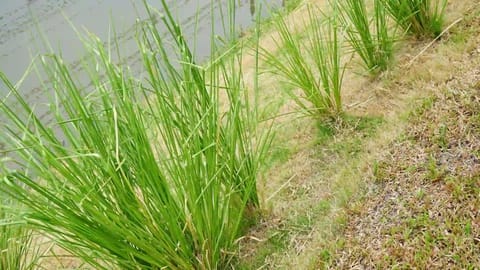 Unlock the Skin Benefits of Vetiver Oil: Treat Acne, Scars, and Signs of Aging Naturally 3 vetiver oil, grey vetiver, dark spot remover, spot treatment