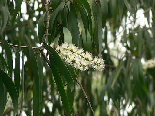 cajuput essential oil, melaleuca cajuputi, cajuput oil benefits