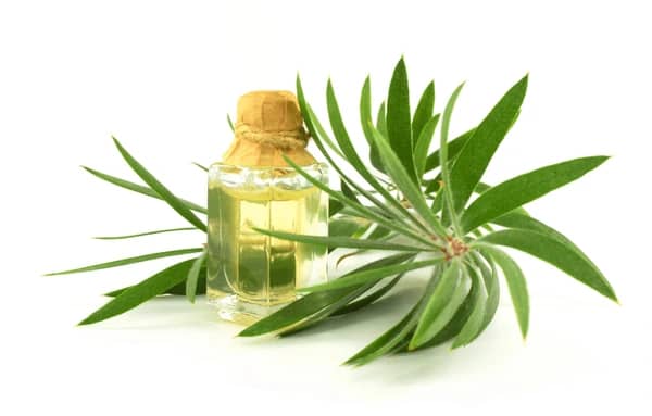 Blending Cajuput Essential Oil with Carrier Oils for Massage Therapy Recipes 2 cajuput essential oil, cajuput eucalyptus, cajuput oil benefits, cajuput oil uses