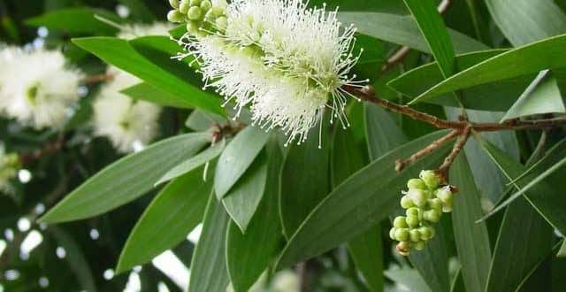 Cajuput Essential Oil Effects on Mental Fatigue, Anxiety and Tension Relief 3 cajuput essential oil, cajuput oil benefits, mentally tired, anxiety fatigue