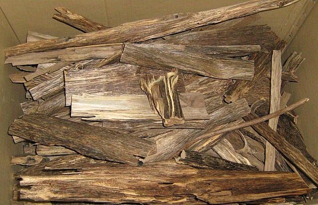 Agar Agar Wood Plantation: Sustainable Cultivation Practices 3 agar agar wood, agarwood essential oil, agarwood oil, oud oil