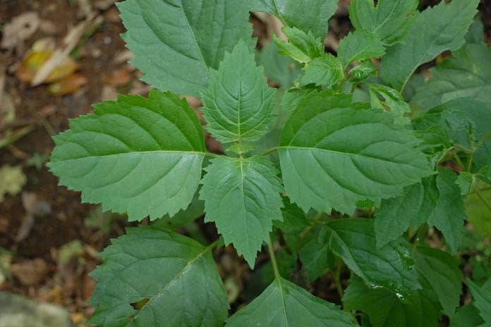 LK2PI Encourages the Development of Patchouli Plants as a Leading Commodity in Papua 3 Global Essential Oil, LK2PI Encourages the Development of Patchouli Plants as a Leading Commodity in Papua